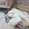 Richmond Cream Fur Pet Blanket | Cream Faux Fur Dog Blankets |